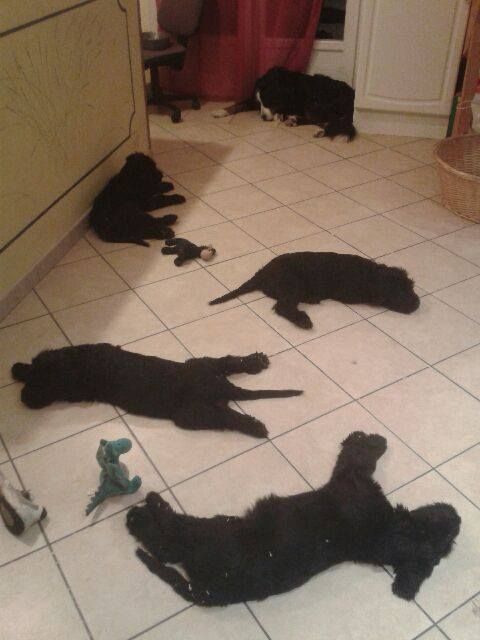 De La Faronnade De Lover - les fanfarons sont devenues de beaux chiots de 9 semaines