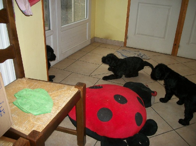 De La Faronnade De Lover - les chiots ont 7 semaines